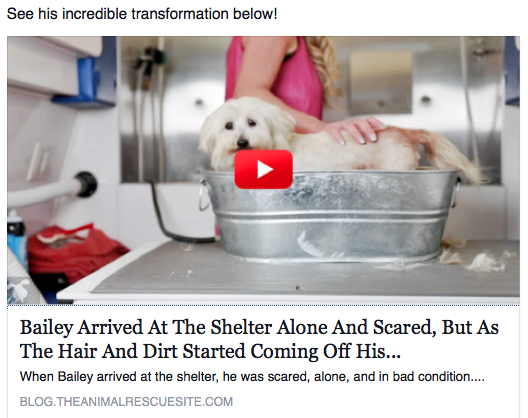 A news article about a dog arriving at a shelter alone and scared