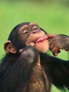 A monkey sticking his tongue out