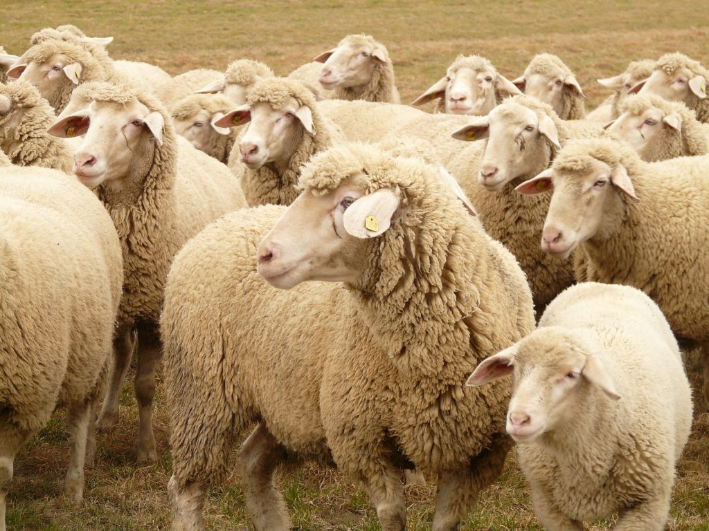 An image of a flock of sheep